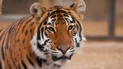 amarillo zoo